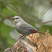 Lavender waxbill (Estrilda caerulescens).jpg