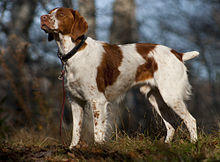 American Brittany standing.jpg