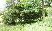 BH00056 Ulmus. Stanmer Park Arboretum, Brighton. (5).jpg