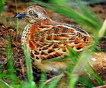 Barred Button quail or Common Bustard-Quail (Turnix suscitatior) Photograph By Shantanu Kuveskar.jpg