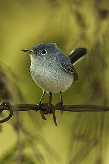 Blue-gray Gnatcatcher - Cuba S4E0108 (19293820712).jpg
