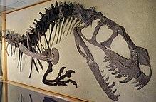 Fragmentary skeleton of a juvenile at the North American Museum of Ancient Life