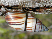 Drymaeus multilineatus.jpg