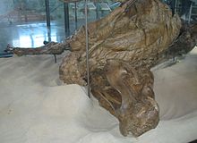 Photograph showing the mummy on exhibit at the American Museum of Natural History in 2008