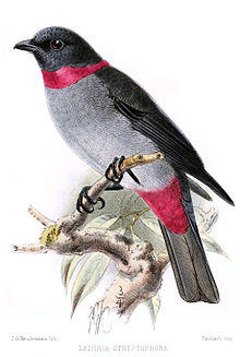 Lathriastreptophora.JPG