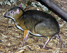 Lesser.malay.mouse.deer.arp.jpg