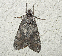 Manduca sexta 2.jpg