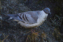 Snow-Pigeon Nathang Valley Sikkim 13.05.2014.jpg