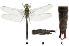Somatochlora sahlbergi, male.png