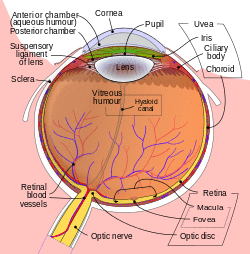 Schematic diagram of the human eye en.svg