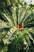 Encephalartos ferox (2943652983).jpg