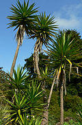 Yucca aloifolia 4.jpg