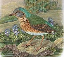 A monograph of the Pittidæ, or family of ant-thrushes (Plate IX) (8231506879), crop.jpg