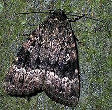 Amphipyra pyramidea 8425.jpg