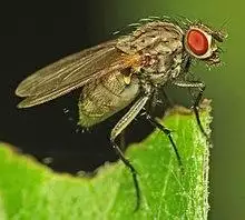 Anthomyiidae (female) (10144905255).jpg