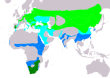 CiconiaNigraIUCN2019 2.png