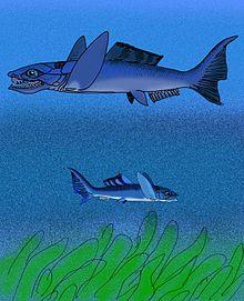 Diplognathus.jpg