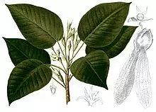 Dipterocarpus grandiflorus Blanco2.263-cropped.jpg