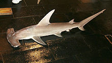 Great hammerhead nmfs.jpg
