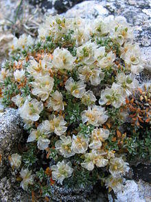 Paronychia argentea (286232698).jpg