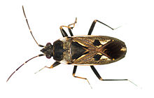 Rhyparochromus vulgaris 9216.jpg