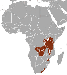 Southern Tree Hyrax area.png