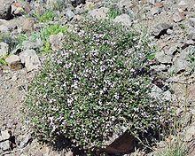 Thymus vulgaris1.JPG