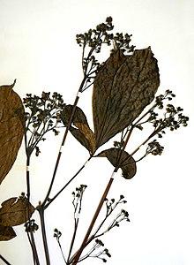 Vitex lehmbachii-Herbier du jardin botanique Meise (3).jpg