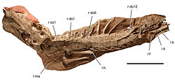 Anatosuchus minor.jpg