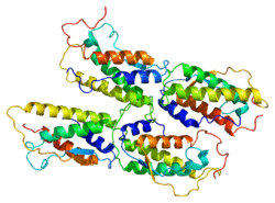 Protein KITLG PDB 1exz.png