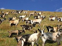 Козе изнад Ст.Леонарда, Јужни Тирол, Италија.jpg