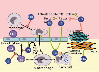 High-density lipoproteins.svg