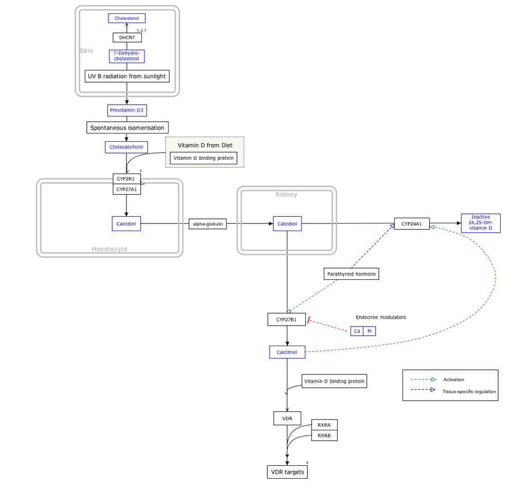 VitaminDSynthesis_WP1531