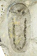 Odontogriphus ROM57723.JPG