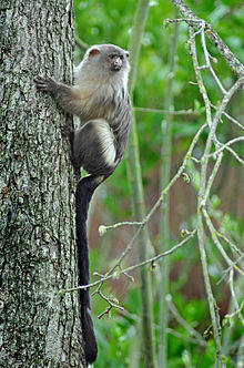 Black tailed marmoset (mico melanurus) Chester Zoo.jpg