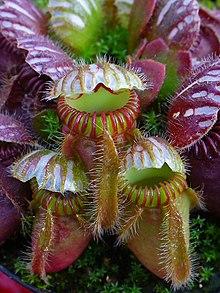 Cephalotus follicularis 0001.JPG
