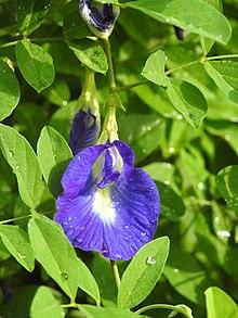 Clitoria ternatea flower by Dr. Raju Kasambe DSCN1517 (8).jpg