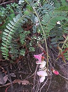 Coursetia dubia (14283740169).jpg