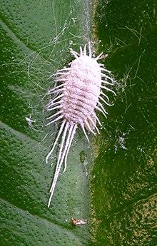 Mealybug PNr°0445.jpg