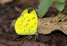 Nilgiri Grass Yellow Eurema Nilgiriensis from Kakkayam Kerala India IMG 7538.jpg