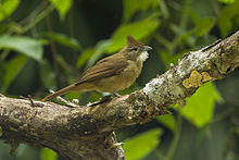 Ochraceous bulbul (Alophoixus ochraceus).jpg