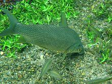 Papa-terra branco.jpg