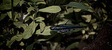 Pelteobagrus ornatus (4222100061).jpg