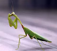 Praying mantis india.jpg
