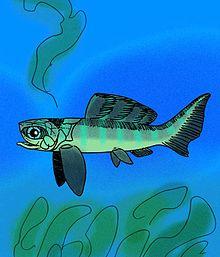 Stenosteus angustopectis.jpg