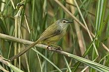 Yellow-bellied Prinia - Taiwan S4E9702 (17133168450).jpg