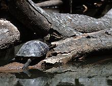 Yellow headed temple turtle.jpg