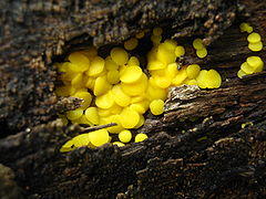 Bisporella citrina 59079.jpg