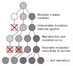 diagram showing Natural selection favoring predominance of surviving mutation