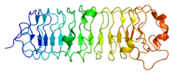 Protein DCN PDB 1xcd.png